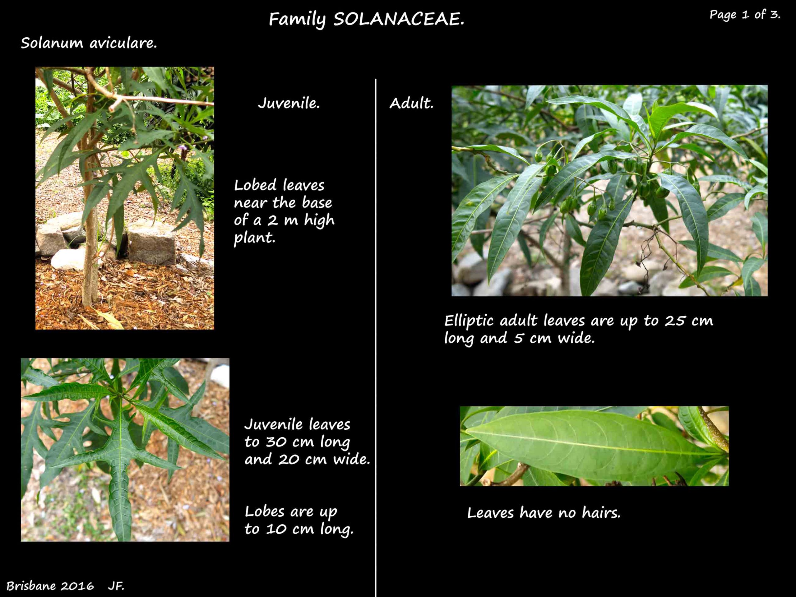 1 Solanum aviculare leaves